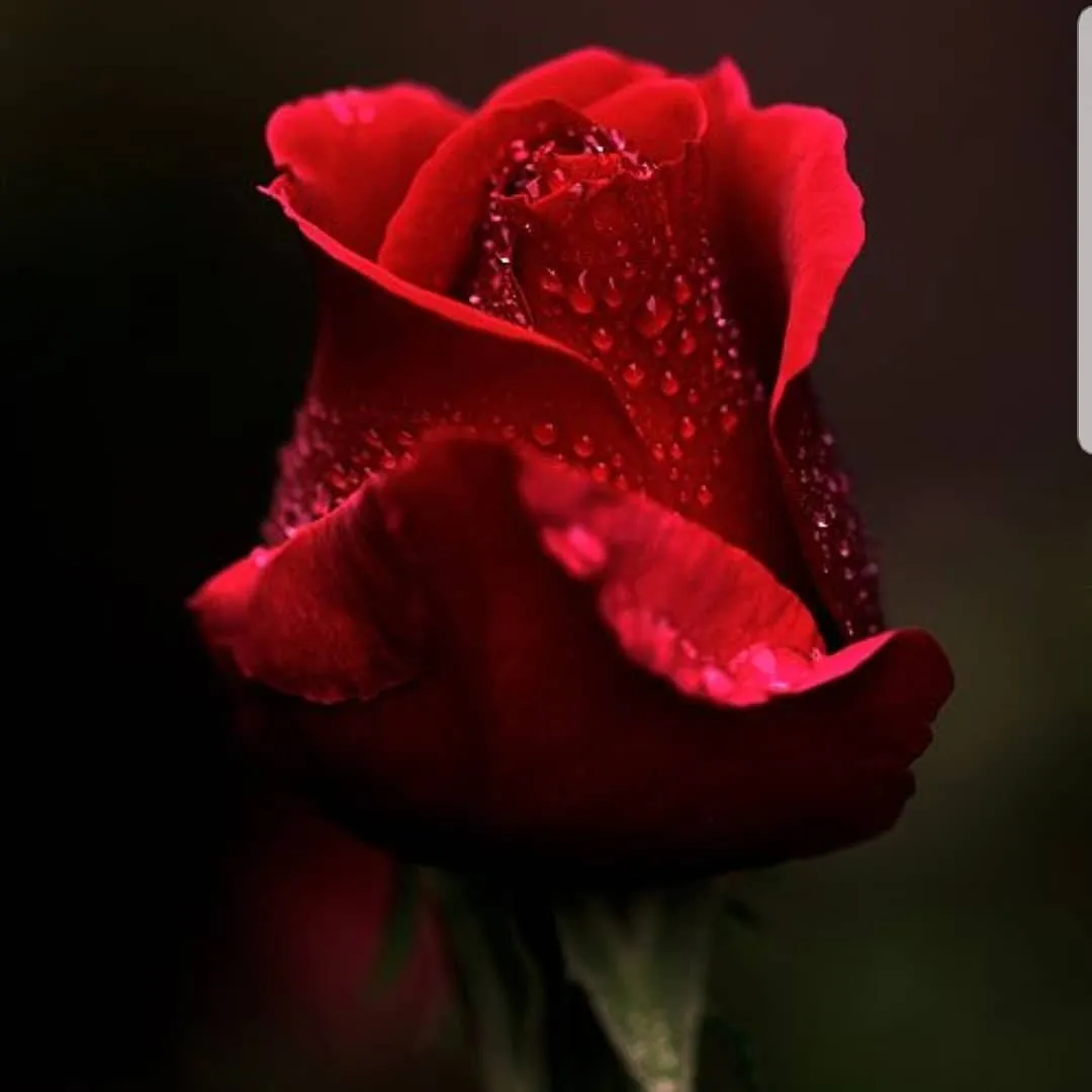 Tattoo by Pete Delia at Fallen Raven Tattoo Studio