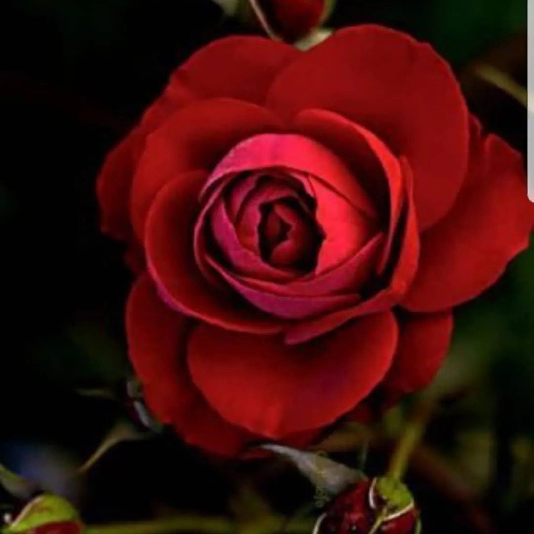 Tattoo by Pete Delia at Fallen Raven Tattoo Studio