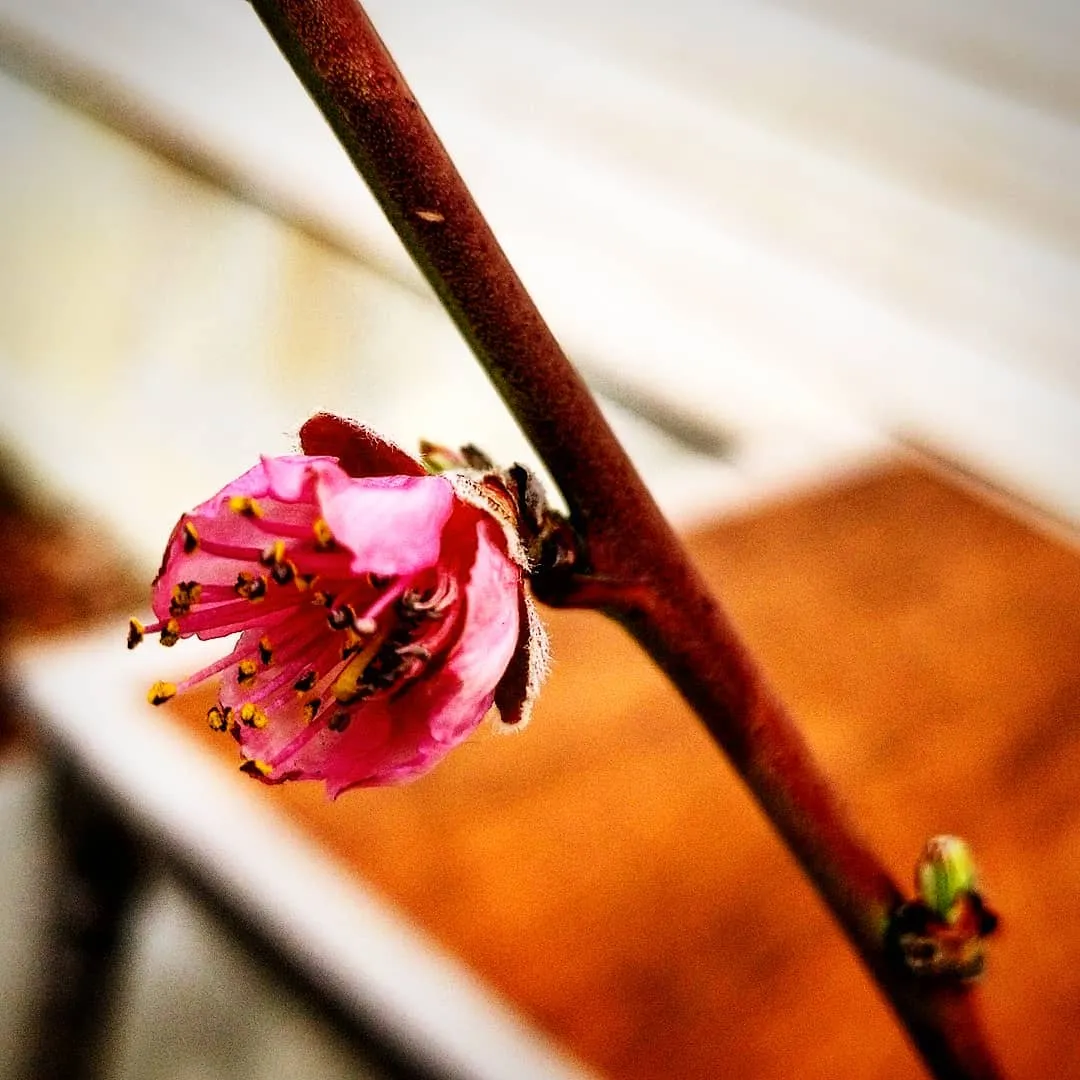 Tattoo by Pete Delia at Fallen Raven Tattoo Studio