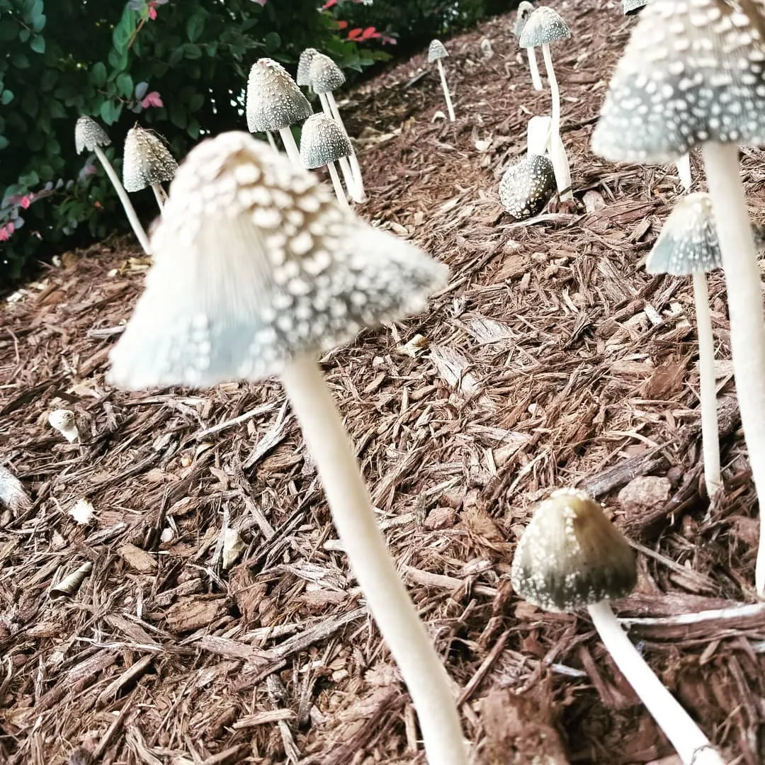 Tattoo by Pete Delia at Fallen Raven Tattoo Studio